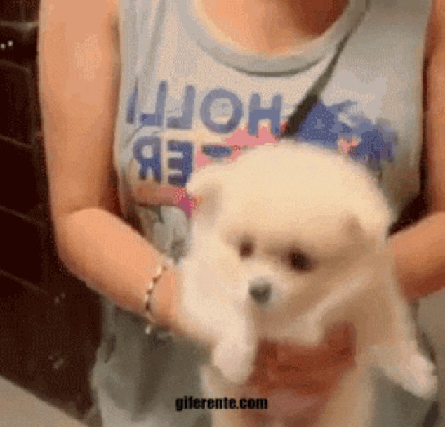 Adorable cachorro Pomeranian nadando