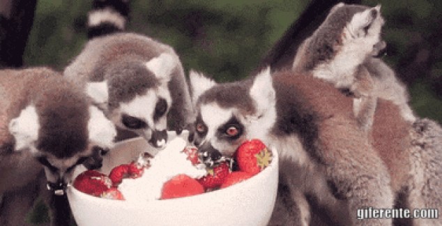 Adorables lémures comiendo fresas