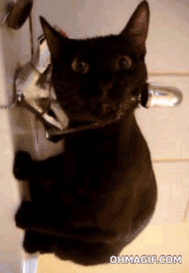 Agua potable gato asustadizo