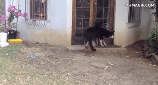 Cachorro de León Sneaking aterra un perro