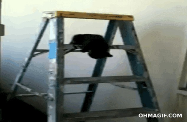 Caída de un gatito en la escalera