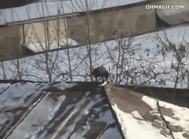 Cuervo inteligente bajar un techo cubierto de nieve