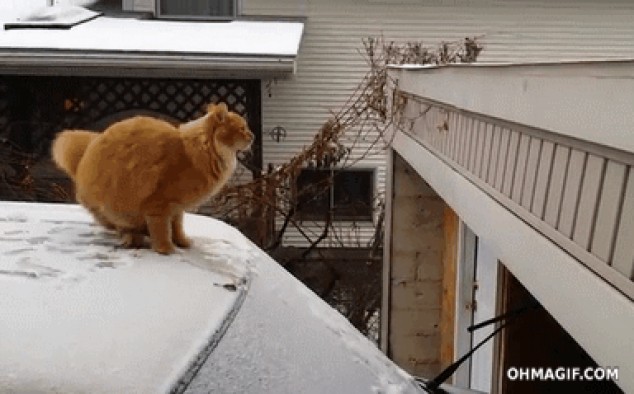 Día de nieve épica gato saltando intento falla