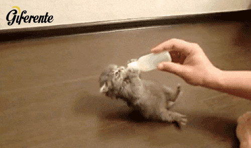 Gatito aferrándose a la botella de leche