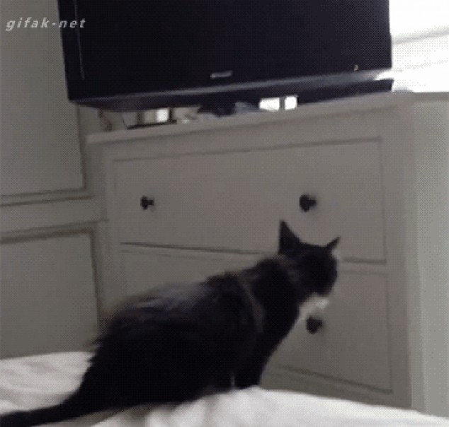 Gatito intentando saltar