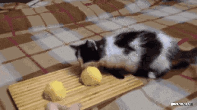 Gatito robando patatas