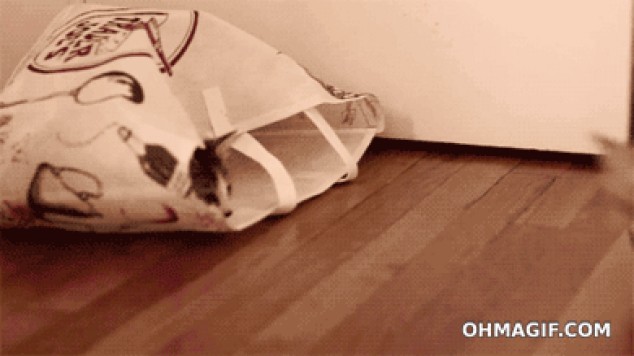 Gatito sorprendido al ver a otro gato en una bolsa
