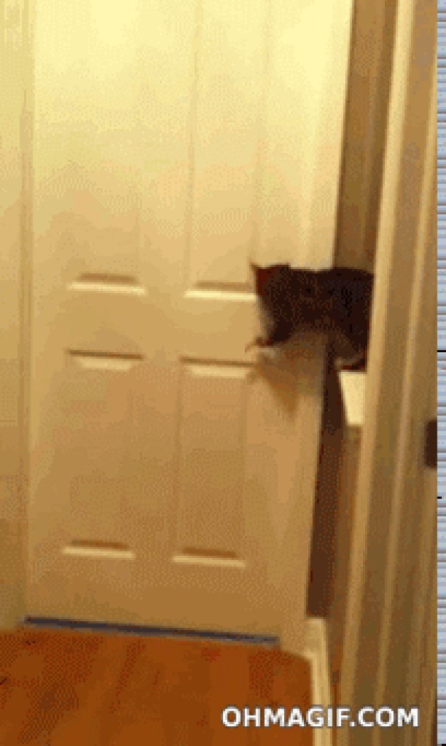Gato abre la puerta para los perros