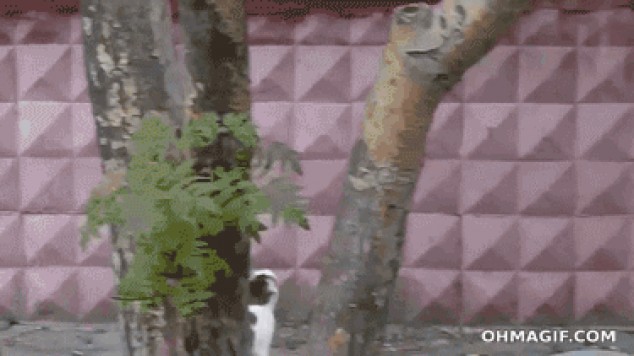Gato ninja épica un muro de escalada