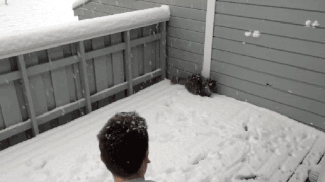 Gato obsesionado con la nieve