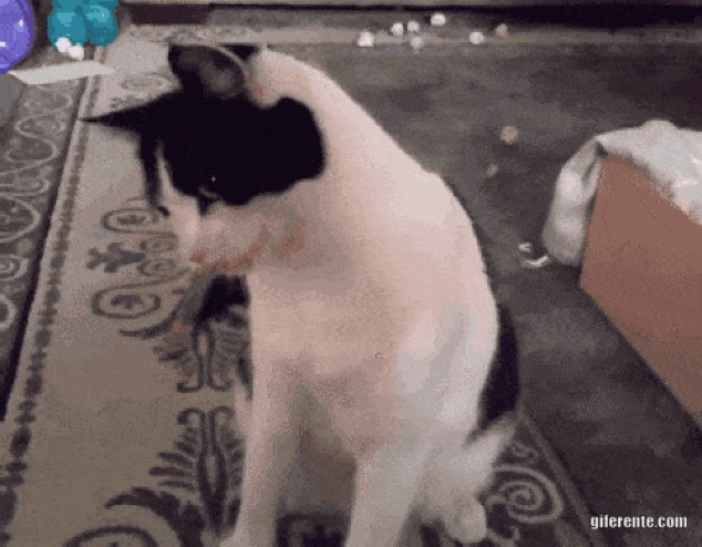 Gatos jugando con gomas de pelo