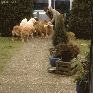 Golden Retrievers ayudando a llevar la compra a casa