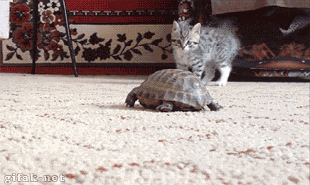 Gracios gato aterrorizado de una tortuga