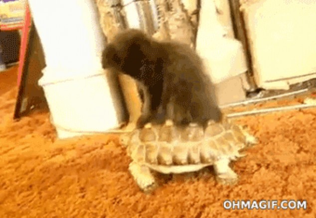 Gracioso gatito cabalgando sobre la tortuga ’ espalda