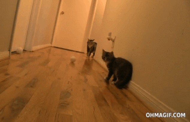 Gracioso gatito sorprendido por un estornudo