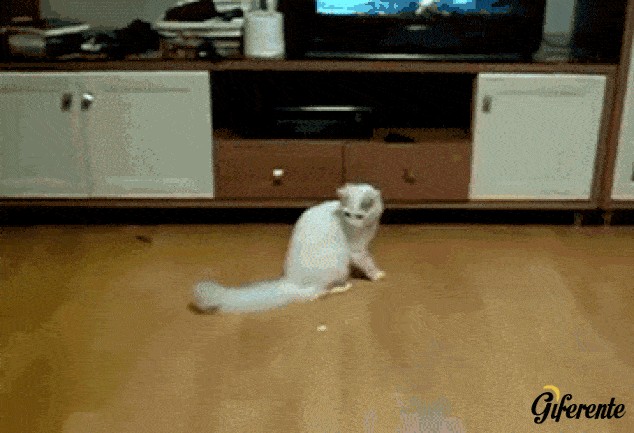 Gracioso gato arrastrándose en el suelo como un cangrejo
