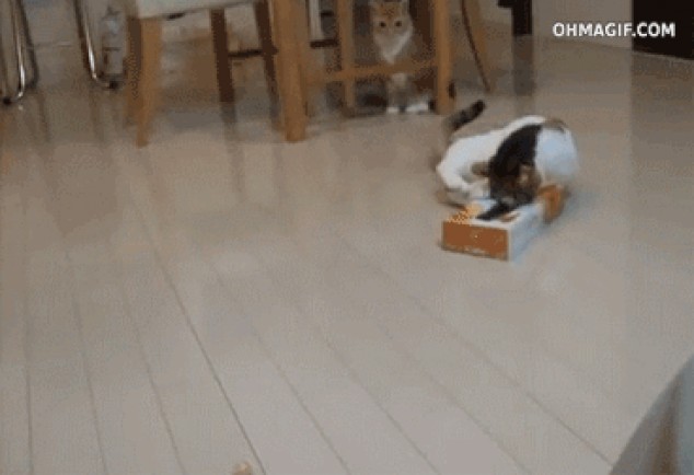 Gracioso gato atrapado en una caja