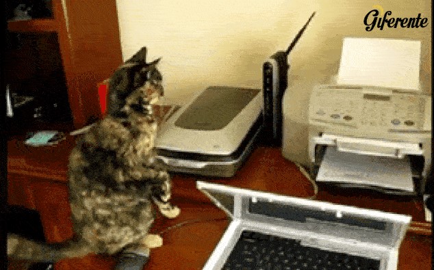 Gracioso gato sorprendido por la impresora