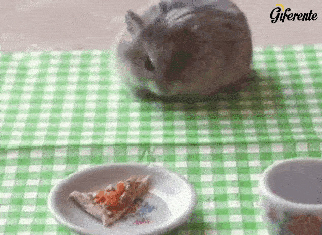 Hámster comiendo una pizza pequeña