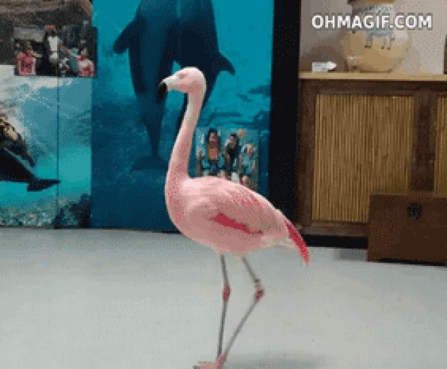 Ir a casa Flamingo, te ’ estás borracho