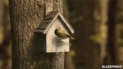 La casa en el arbol