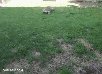 Lagarto lindo saludo a un hombre como a un perro