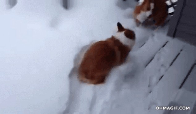 Lindo Corgi belly flop en la nieve