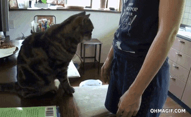 Lindo gato educado pidiendo cabeza arañazos