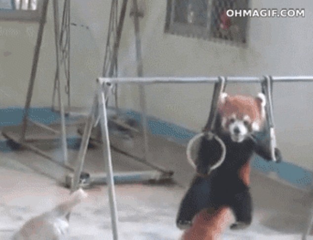 Lindo panda rojo haciendo dominadas