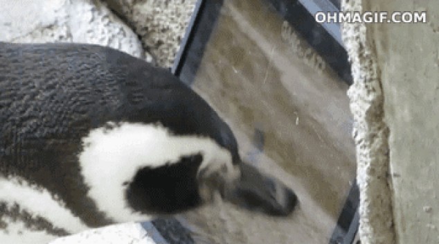 Lindo pingüino jugando con un iPad