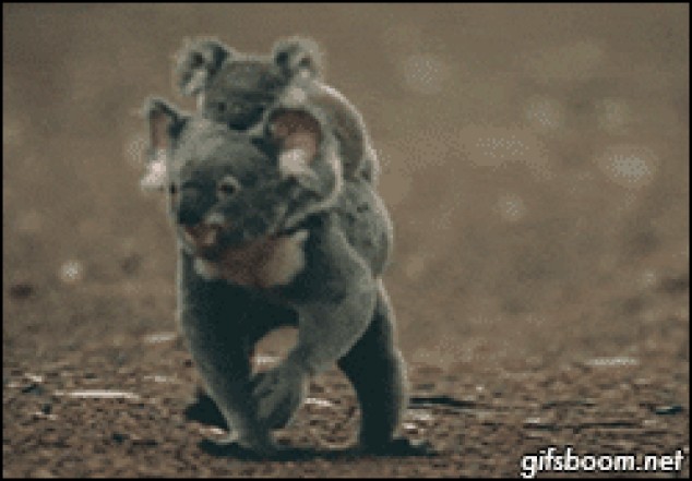 Mama koala llevando al bebe koala