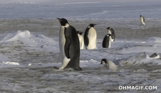 Mamá pingüino caminando fail
