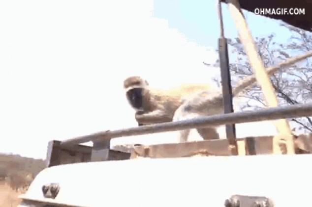Mono épica fuga con comida robada