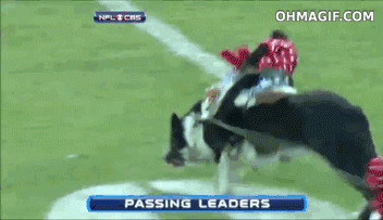 Mono gracioso montando un perro durante el partido de la NFL