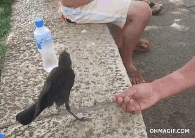 Pájaro sediento pide agua a los seres humanos