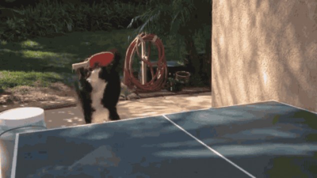 Perro jugando al pin-pon