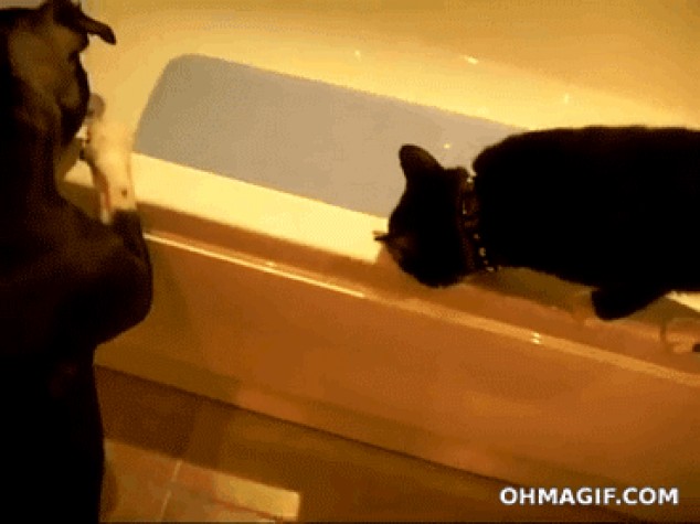 Perro travieso empuja gato en bañera