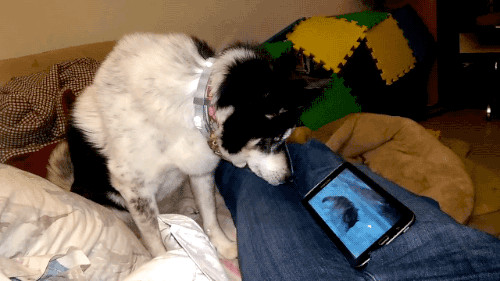 Perro viendo videos de lobos