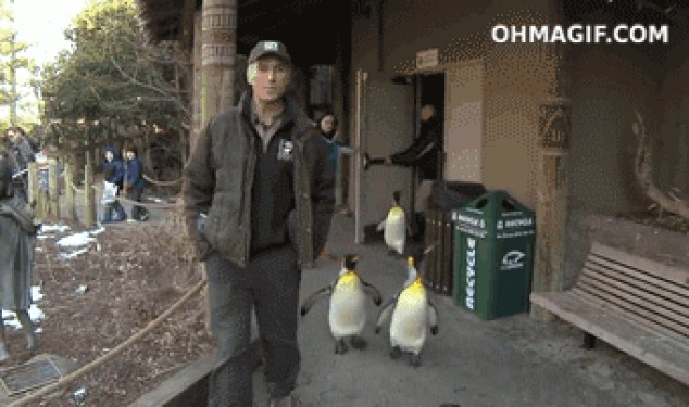 Pingüinos caminando con reportero