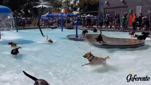 Piscina para perros