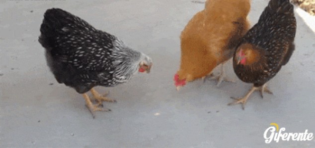 Puntero láser vs pollos graciosos