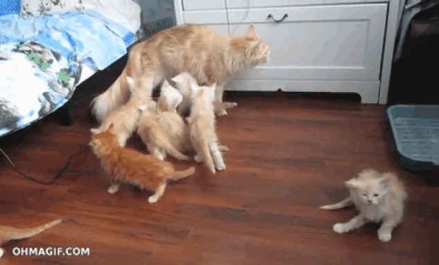 reacción épica de gatitos ante la caida de su mamá
