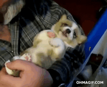 Super lindo cachorro Corgi