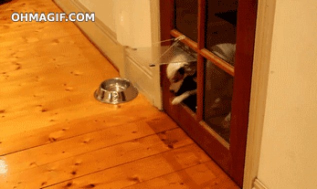 Tonto perro mascota puerta salida intento falla