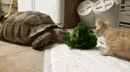 Tortuga y gatito comiendo lechuga