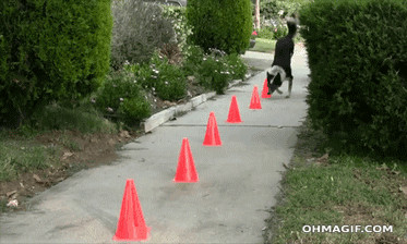 Un truco handstand increíble rendimiento del perro