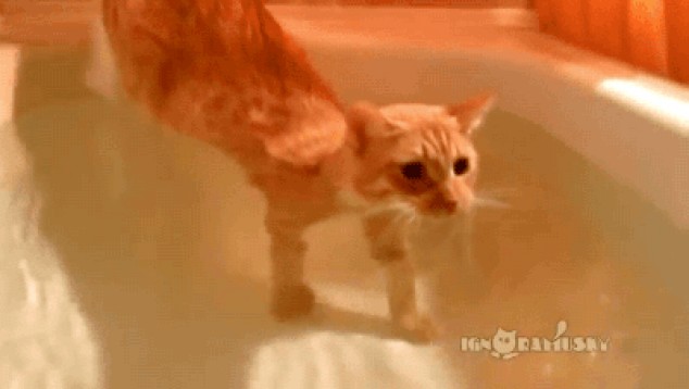 Unico gato disfrutando de agua